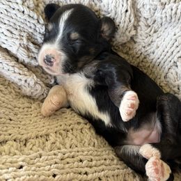 Pecan - Black phantom female Aussiedoodle puppy in Granbury, Texas from Triple Cross Doodles