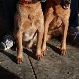 Australian Cattle Dogs from Southern Ark ACDS