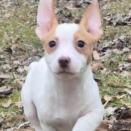 Otis - White and apricot male Teddy Roosevelt Terrier puppy in Murray, Kentucky from Froschwald German Shepherds and Xanadu Teddy Roosevelt Terriers