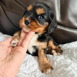 Maple Mochi - Black and tan female Cavalier King Charles Spaniel puppy in De Soto, Missouri from Blooming Cavaliers