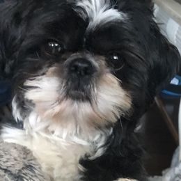 Shih Tzus from Schiermeister Hof Kennels