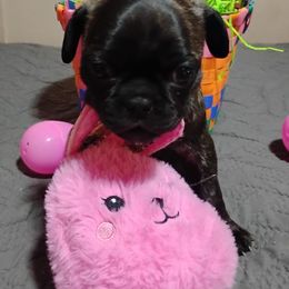 Boy 3 - Companion Cross puppy in Sulligent, Alabama from Easter Pugs & Bugs