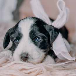 Dream - Black and chalk female Australian Labradoodle puppy in Decatur, Alabama from Southern Meadows Doodles