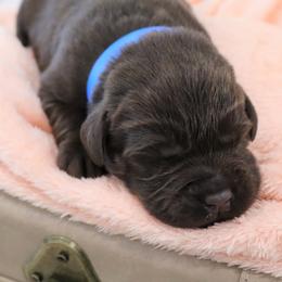 Joy - Chocolate female Labrador Retriever puppy in Camden, Indiana from Camden's Caring Canines