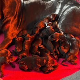 Girl 6 - Black and rust female Doberman Pinscher puppy in Lake City, Florida from Paintedcrazy Doberman Pinchers