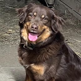 Letty - Australian Shepherd