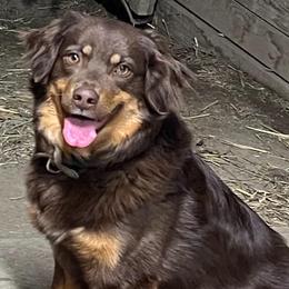 Letty - Australian Shepherd