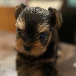 Milo - Black and tan male Yorkshire Terrier puppy in Lowell, Massachusetts from Katie’s Yorkies