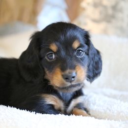 Dachshund Puppies from Gem State Mini Dachshunds