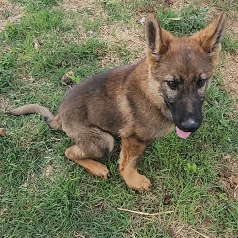 German Shepherd and Pembroke Welsh Corgi Puppies from Tiny Titans K9