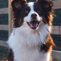 Ruelle - Toy Australian Shepherd