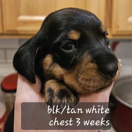 Standard Girl - Betty - Black and tan female Dachshund puppy in La Pine, Oregon from Lil Deschutes
