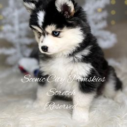 Uncle Stretch - Black and white male Pomsky puppy in Rossville, Georgia from Scenic City Pomskies