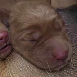 Sizzle - Yellow female Labrador Retriever puppy in Brantwood, Wisconsin from Ritchie Road Labradors