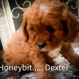 Dexter - Red male Cavapoo puppy in Maple Grove, Minnesota from Honey Bit Kennels