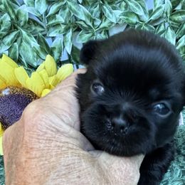 Sky - Black female Shih Tzu puppy in Claremont, California from Lovable Shih Tzus