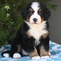 Indy - Tri-color female Bernese Mountain Dog puppy in Loveland, Colorado from Grateful Bernese & Gage's Goldens