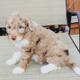 Veruca - Chocolate merle female Bernedoodle puppy in Ohio from Moore Doodles