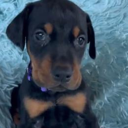Boy 5 - male Doberman Pinscher puppy in Centralia, Missouri from TopSpots Farm