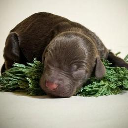 Boy 5 - Liver male Boykin Spaniel puppy in Capron, Virginia from Triple Creek Kennel