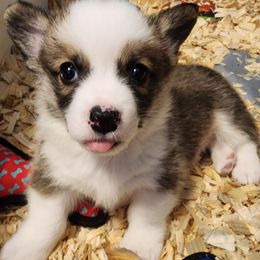 Pembroke Welsh Corgi Puppies from Corgis of Avalon