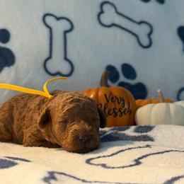 Maple - Red  female Poodle puppy in Berrien Springs, Michigan from Michigan Mini & Toy Red Poodles
