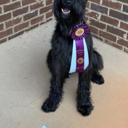 Giant Schnauzers from Sweetly Giants