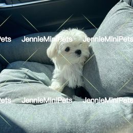 Maltese Puppies from JennieMiniPets
