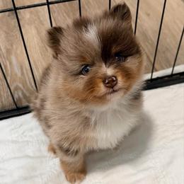Confetti - Chocolate merle male Pomeranian puppy in Clarksville, Tennessee from Bee Mine Maltipoos and Pomeranians