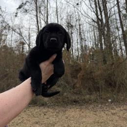 Boy green - Black male Labrador Retriever puppy in Ruth, Mississippi from Red White & True Labradors