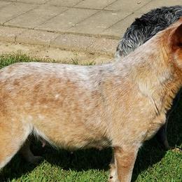 Australian Cattle Dogs and Bichon Frises from Tagalong & Whimsical Kennel