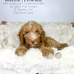 Khloe - Red female Double Doodle puppy in Southwest Ranches, Florida from Dandy Doodle Ranch