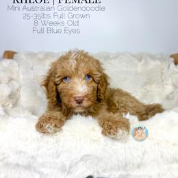 Khloe - Red female Double Doodle puppy in Southwest Ranches, Florida from Dandy Doodle Ranch