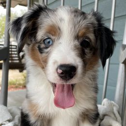 Australian Shepherds from Volks Aussies
