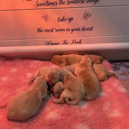 Girl - Golden female Golden Retriever puppy in Montgomery, Texas from Chrysanthos Golden Retrievers