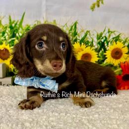 Fig - Chocolate and cream male Dachshund puppy in Lakeland, Florida from Ruthie’s Rich Mini Dachshunds