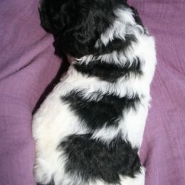 "Sassafras at 3 weeks old" Poodle Puppies from Amazing Grace Standard Poodles