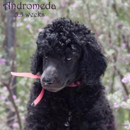 Poodle Puppies from Crystal Creek Standard Poodles
