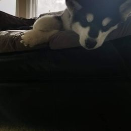 Alaskan Malamute Puppies from Kaylatee Alaskan Malamutes