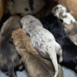 Dachshund and Great Dane Puppies from Ballistic Danes & Dachshunds