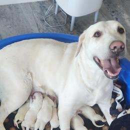 Girl 1 - Yellow female Labrador Retriever puppy in Arizona from Lily's White Labs