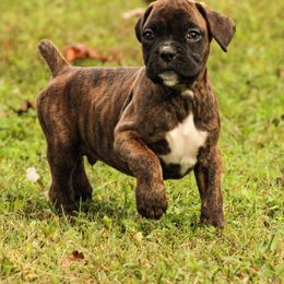Boxer Puppies from Boxer Boulevard