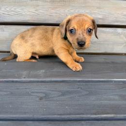 Woody - Dapple male Dachshund puppy in South Willard, Utah from Doxies in the Sun