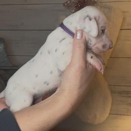 Purple - Female (Liver) - Dalmatian puppy from Splendid Spots Dalmatians