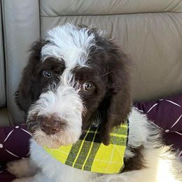 Aussiedoodles, Double Doodles, Goldendoodles, Labradoodles, and Poodles from Hope’s Doodles
