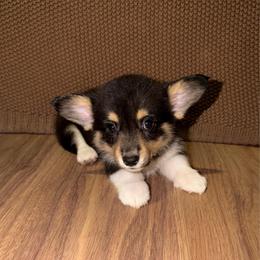 Obsidian - Black and tan female Pembroke Welsh Corgi puppy in Washington from Castle View Royal Rumps
