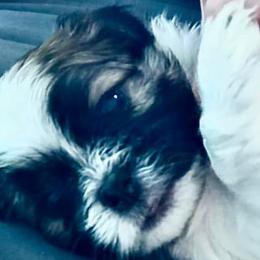 Companion Crosses, Havanese, and Shih Tzus from Growing Whiskers