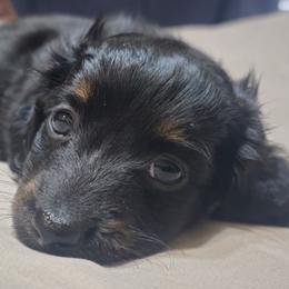 Blade - Black and tan male Dachshund puppy in Austin, Texas from Glorious Minis