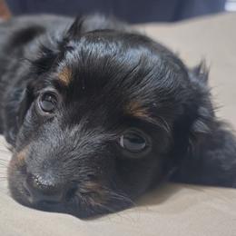 Blade - Black and tan male Dachshund puppy in Austin, Texas from Glorious Minis