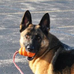Bay - German Shepherd